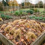 Potager familial en automne avec des parcelles recouvertes de feuilles broyées et de paille sous une lumière douce.
